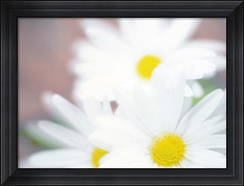 Framed Close up of daisies with purple background Print