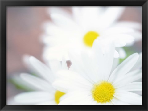 Framed Close up of daisies with purple background Print