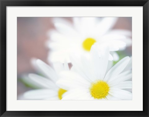 Framed Close up of daisies with purple background Print