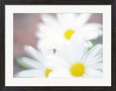 Framed Close up of daisies with purple background Print