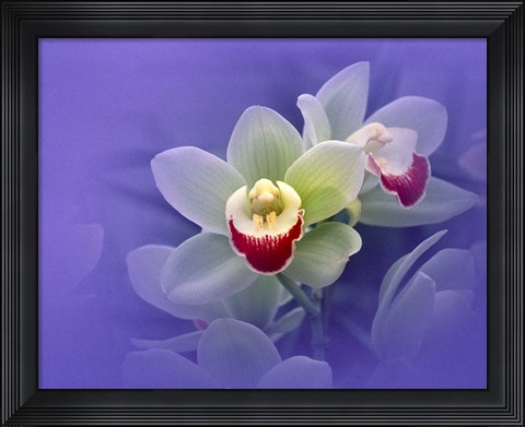 Framed Waxy white orchids with fuchsia centers floating in purple water Print