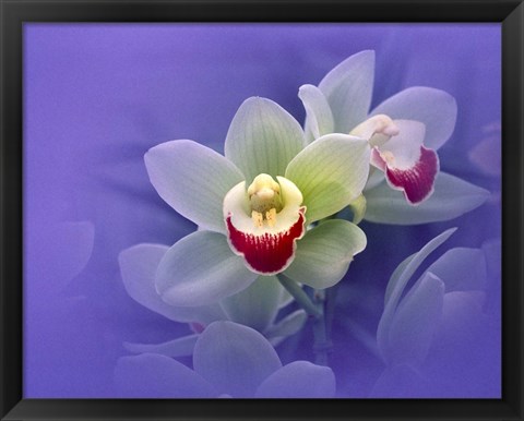 Framed Waxy white orchids with fuchsia centers floating in purple water Print