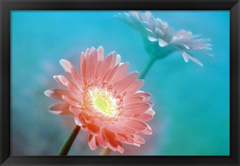 Framed Close up of pink and lavender flowers Print