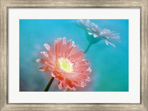Framed Close up of pink and lavender flowers Print