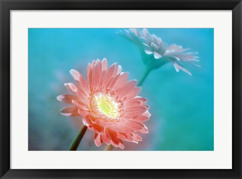 Framed Close up of pink and lavender flowers Print