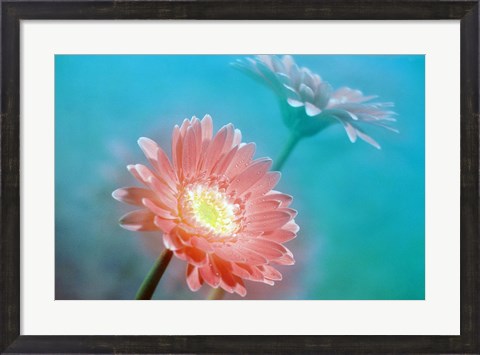 Framed Close up of pink and lavender flowers Print