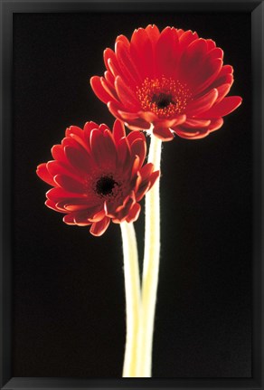 Framed Close up of two deep red flowers with white stems on black background Print