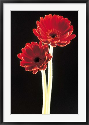 Framed Close up of two deep red flowers with white stems on black background Print