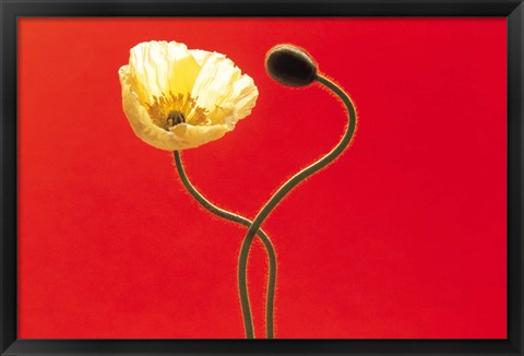 Framed Close up cream poppy and seed pod on red background Print