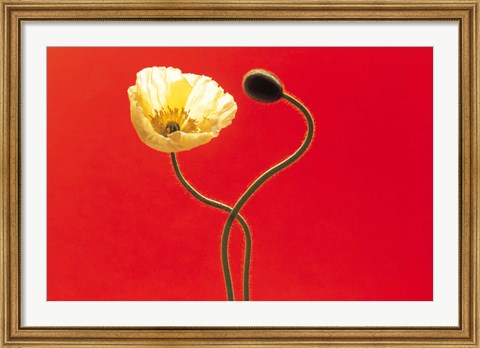 Framed Close up cream poppy and seed pod on red background Print