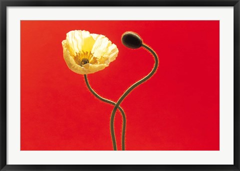 Framed Close up cream poppy and seed pod on red background Print