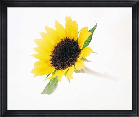 Framed Close up of sunflower Print