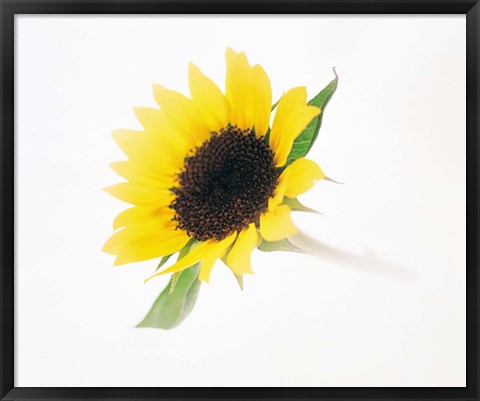 Framed Close up of sunflower Print