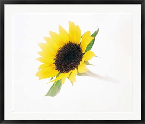 Framed Close up of sunflower Print