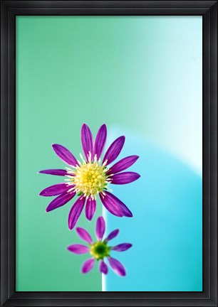 Framed Close up of purple flowers with yellow centers on turquoise background Print