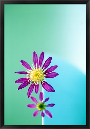 Framed Close up of purple flowers with yellow centers on turquoise background Print