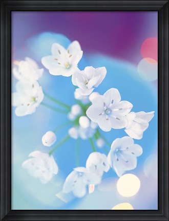 Framed Close up of white flowers with out of focus blue background Print