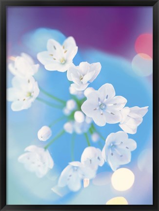 Framed Close up of white flowers with out of focus blue background Print