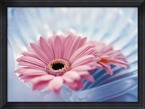 Framed Close up of two pink gerbera daisies in water ripples Print