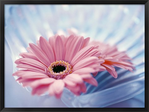 Framed Close up of two pink gerbera daisies in water ripples Print