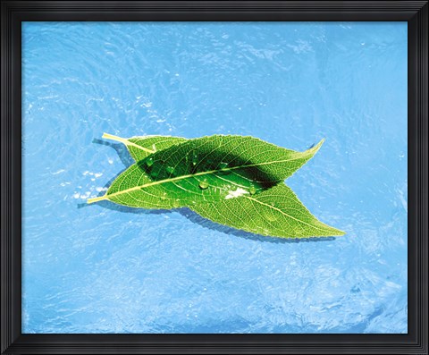 Framed Two crossed green leaves floating in shallow blue water Print
