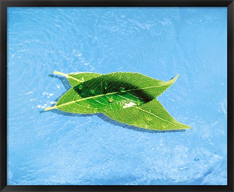 Framed Two crossed green leaves floating in shallow blue water Print