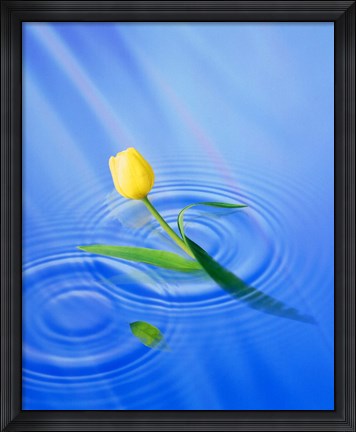 Framed Single yellow tulip rising from water ripples Print