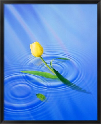 Framed Single yellow tulip rising from water ripples Print