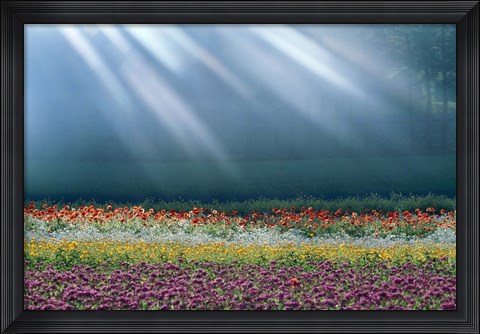Framed Field of multicolored flowers with streaks of white light rays Print
