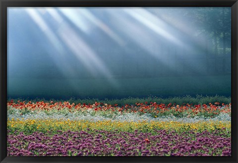 Framed Field of multicolored flowers with streaks of white light rays Print