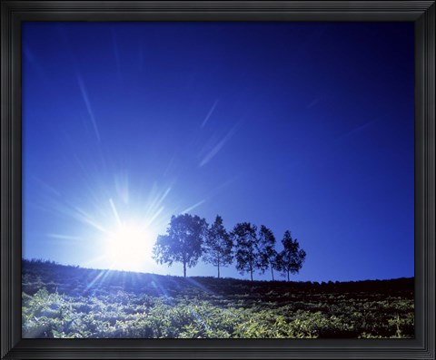 Framed Silhouette with trees in sparse field back lit by white sun Print