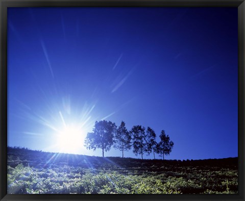 Framed Silhouette with trees in sparse field back lit by white sun Print