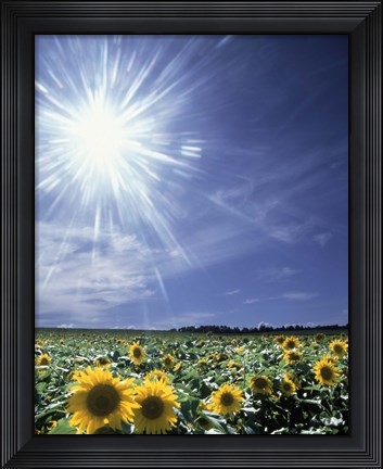 Framed Bright burst of white light above field of sunflowers Print