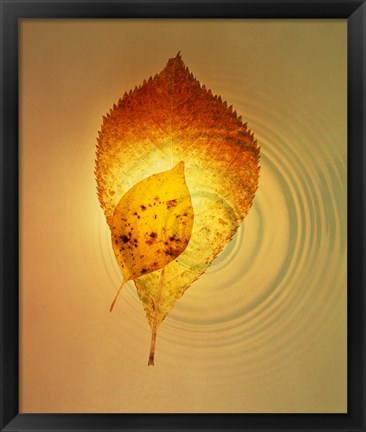 Framed Superimposed amber leaves over circles with bright light Print