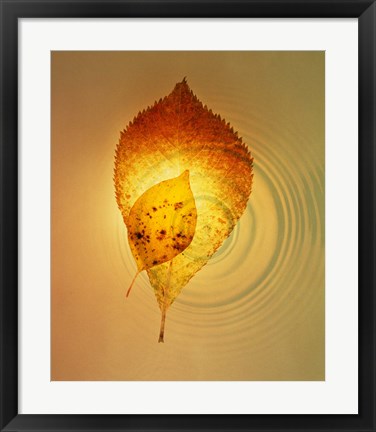 Framed Superimposed amber leaves over circles with bright light Print