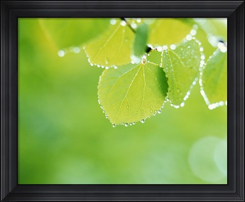Framed Green Leaves with Dew Print