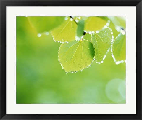Framed Green Leaves with Dew Print