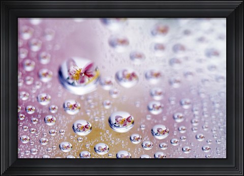 Framed Close up of water droplets with flower reflected in centers Print