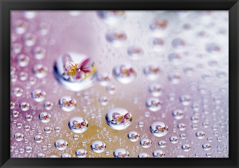 Framed Close up of water droplets with flower reflected in centers Print