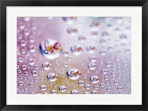 Framed Close up of water droplets with flower reflected in centers Print
