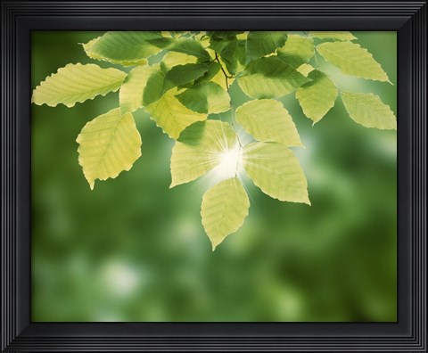 Framed Spring Green Leaves Print