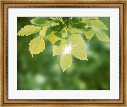 Framed Spring Green Leaves Print