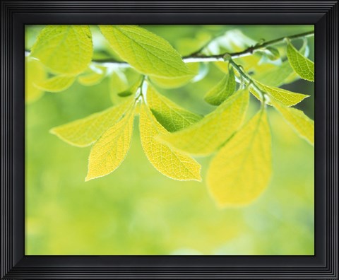 Framed Lime Green Leaves Print