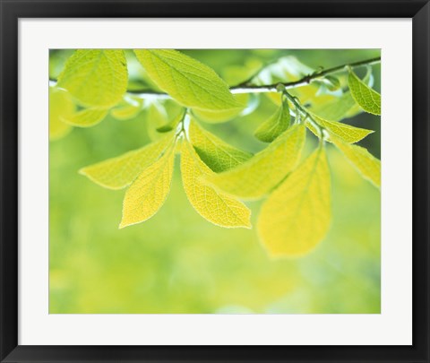 Framed Lime Green Leaves Print