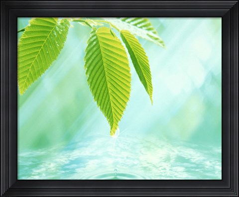 Framed Selective focus close up of green leaves above water ripples in blue Print