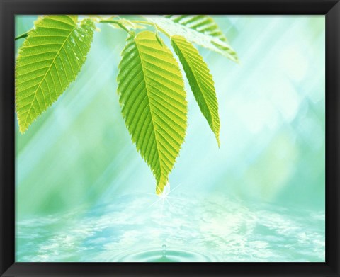 Framed Selective focus close up of green leaves above water ripples in blue Print