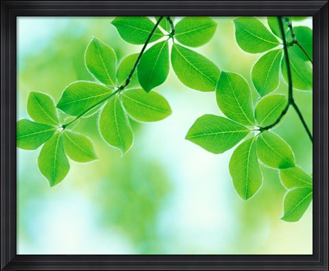 Framed Selective focus close up of green leaves hanging from tree Print