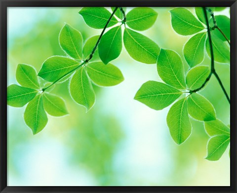 Framed Selective focus close up of green leaves hanging from tree Print