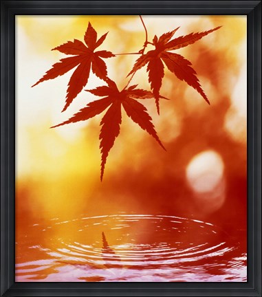 Framed Selective focus of red leaves above water ripples Print