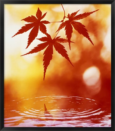 Framed Selective focus of red leaves above water ripples Print